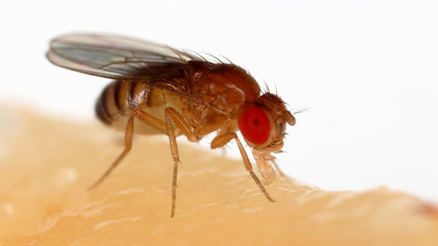 fruit-fly-web