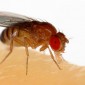 fruit-fly-web