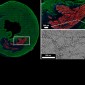 Peptide hydrogels for targeting heart attack. 