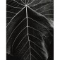 Brett Weston (American, 1911–1993), untitled, ca.1985, vintage gelatin silver print. Mary and Leigh Block Museum of Art, gift from the Christian Keesee Collection, 2018.13.48.  © Brett Weston Archive 