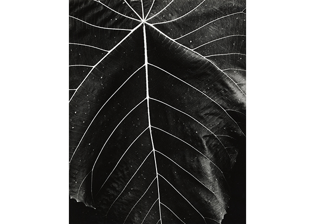 Brett Weston (American, 1911–1993), untitled, ca.1985, vintage gelatin silver print. Mary and Leigh Block Museum of Art, gift from the Christian Keesee Collection, 2018.13.48.  © Brett Weston Archive 