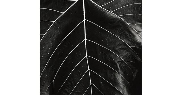 Block Museum receives major gift of photography by Brett