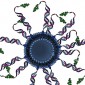 spherical nucleic acid for cancer immunotherapies