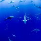 Image of sharks swimming