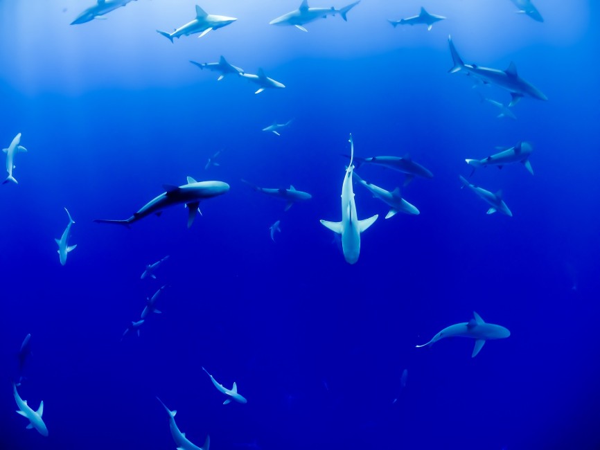 Image of sharks swimming