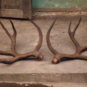 Schomburgk's deer