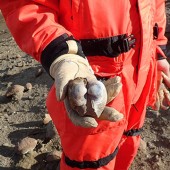 Ben Linzmeier holds a fossilized shell from when dinosaurs became extinct.