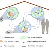 hartmann antibiotic resistance