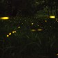 motter fireflies asymmetry