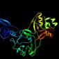 This newly mapped coronavirus protein, called Nsp15, helps the virus replicate.