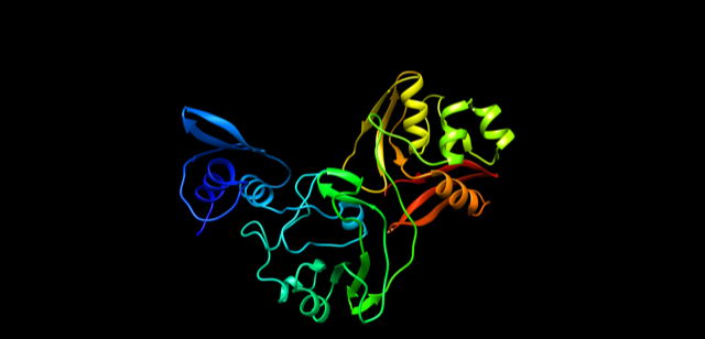 This newly mapped coronavirus protein, called Nsp15, helps the virus replicate.