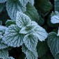 Frost