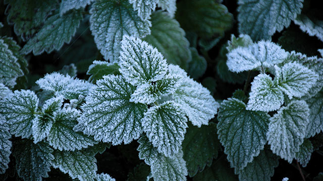 Leaf-inspired surface prevents frost formation - Northwestern Now