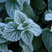 Frost