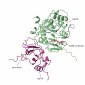 Image of a new drug target for COVID-19, a complex protein called nsp10/16.