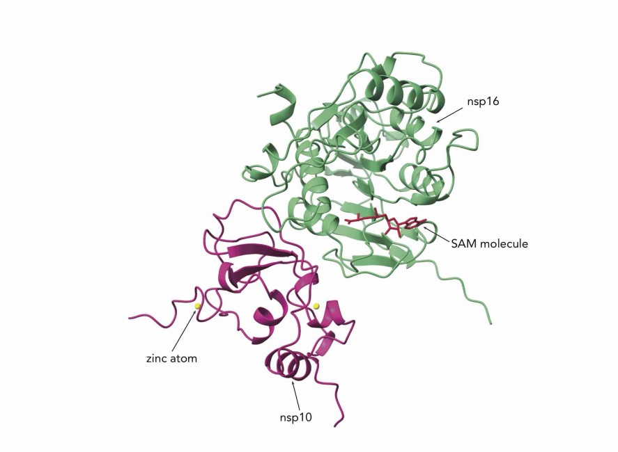 Image of a new drug target for COVID-19, a complex protein called nsp10/16.