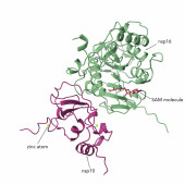 Image of a new drug target for COVID-19, a complex protein called nsp10/16.
