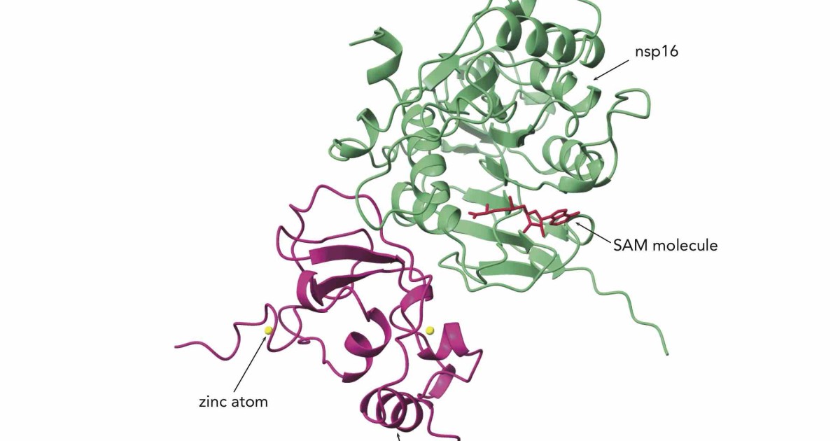 New Drug Target Found For COVID-19 - Northwestern Now