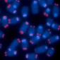 scheidt telomerase