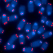 scheidt telomerase