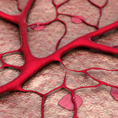 Heart disease, racial disparities and COVID-19