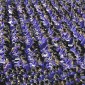 commencement