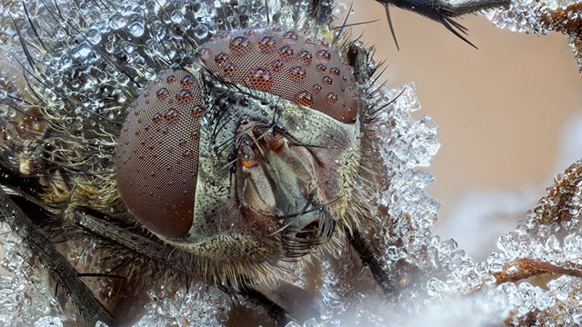 fruit fly thermometer circuit fruit fly thermometer circuit