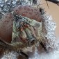 fruit fly thermometer circuit