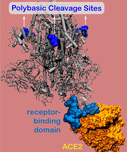 cleavage site spike protein