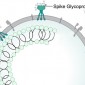 spike protein
