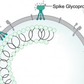 spike protein