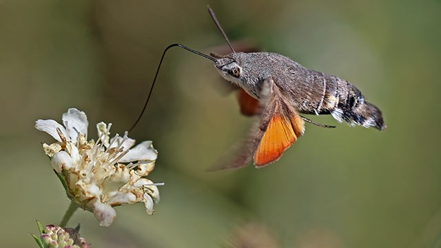 hummingbird hawkmoth sensing hummingbird hawkmoth sensing