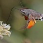 hummingbird hawkmoth sensing