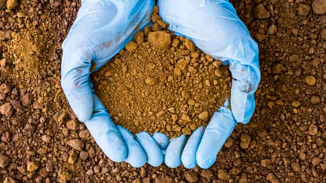 iron-deficient soil iron-deficient soil