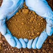iron-deficient soil