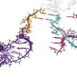 RNA folding