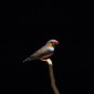 Zebra finch