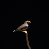 Zebra finch