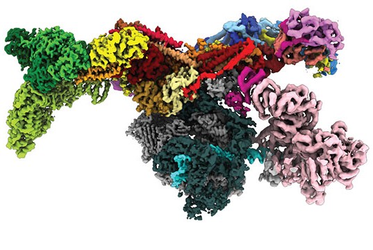 Structure of the human Mediator–RNA polymerase II pre-initiation complex