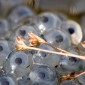 gametes
