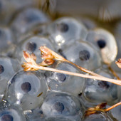 gametes