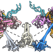 dna self repair cancer treatment