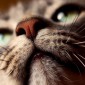 whiskers