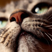 whiskers