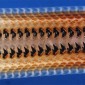 chiton teeth