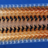 chiton teeth