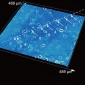 respiratory droplet