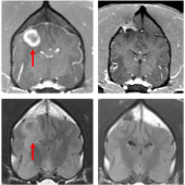 dog glioblastoma
