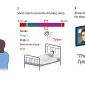 Illustration of the 3 stages of the face-name learning experiment