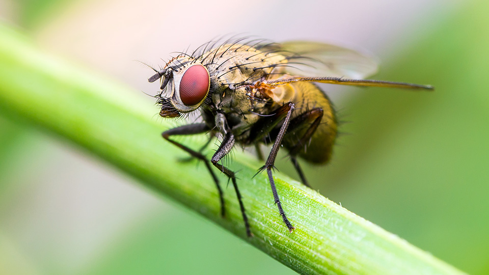 Image of the Day: Fruit Fly Eye